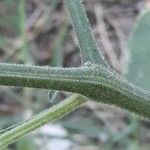 Solanum chenopodioides Bark