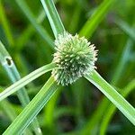 Cyperus hortensis Liść