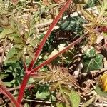 Geranium robertianum बार्क (छाल)