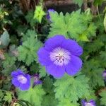 Geranium platypetalumFlower