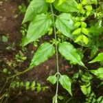 Jasminum multiflorum Folha