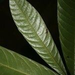 Duguetia eximia Hoja