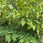 Carpinus japonica ഇല