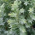 Juniperus squamata Leaf