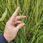 Agrostis stoloniferaFlower