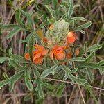 Sphaeralcea coccinea 花