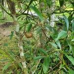 Phaleria macrocarpa Blomma