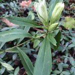 Gentiana villosa Leaf