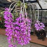 Dendrobium anosmumКветка