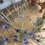 Eryngium planumFleur