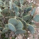 Opuntia engelmannii Foglia