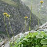 Doronicum columnae Hábito