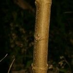 Boehmeria penduliflora Bark
