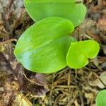 Maianthemum canadense Feuille