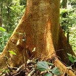 Julbernardia pellegriniana Corteza