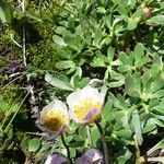 Ranunculus glacialis Folha