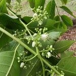 Toona ciliata Flower