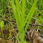 Sisyrinchium angustifolium Лист