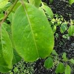 Viburnum prunifolium Leaf