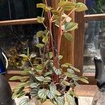 Peperomia albovittata Кветка