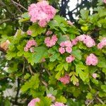 Crataegus laevigata Flor