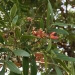 Loxostylis alata Flower