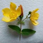 Hypericum x hidcoteense Flor