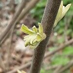 Vitex agnus-castus Blatt