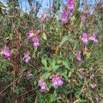 Impatiens glanduliferaKvět