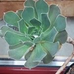 Aeonium castello-paivae Leaf