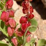 Rumex vesicarius Froito