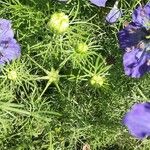 Nigella hispanica Levél