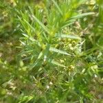 Drypis spinosa Likasa