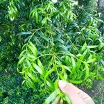 Podocarpus elatus Листок