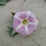 Convolvulus soldanella Flower