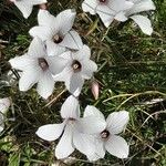 Linum suffruticosumFlower