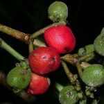 Trophis racemosa Fruit