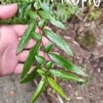 Azara lanceolata Blatt