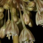 Allium longispathum Kvet