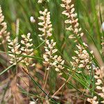 Lepidium nitidum Flower