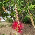 Callistemon citrinusЦвят