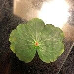 Hydrocotyle ranunculoides Yaprak