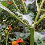 Tithonia rotundifolia Schors