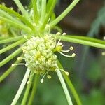 Molopospermum peleponnesiacum Fruit