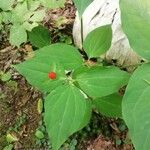 Trillium undulatum برگ