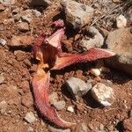 Hydnora abyssinica Flor