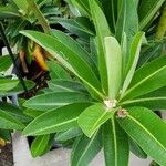 Euphorbia mellifera Lapas