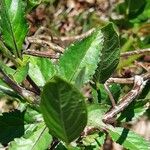 Centrosema virginianum Leaf