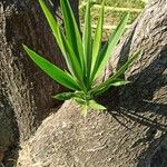 Yucca aloifolia Folla