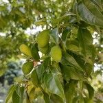 Pongamia pinnata Hedelmä